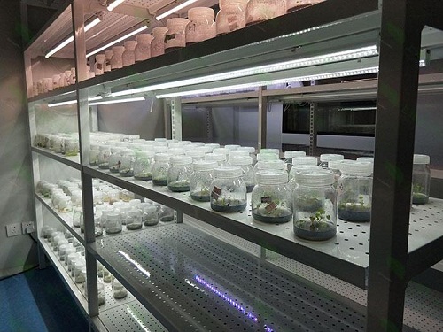 迎江植物组织培养实验室设计建设方案